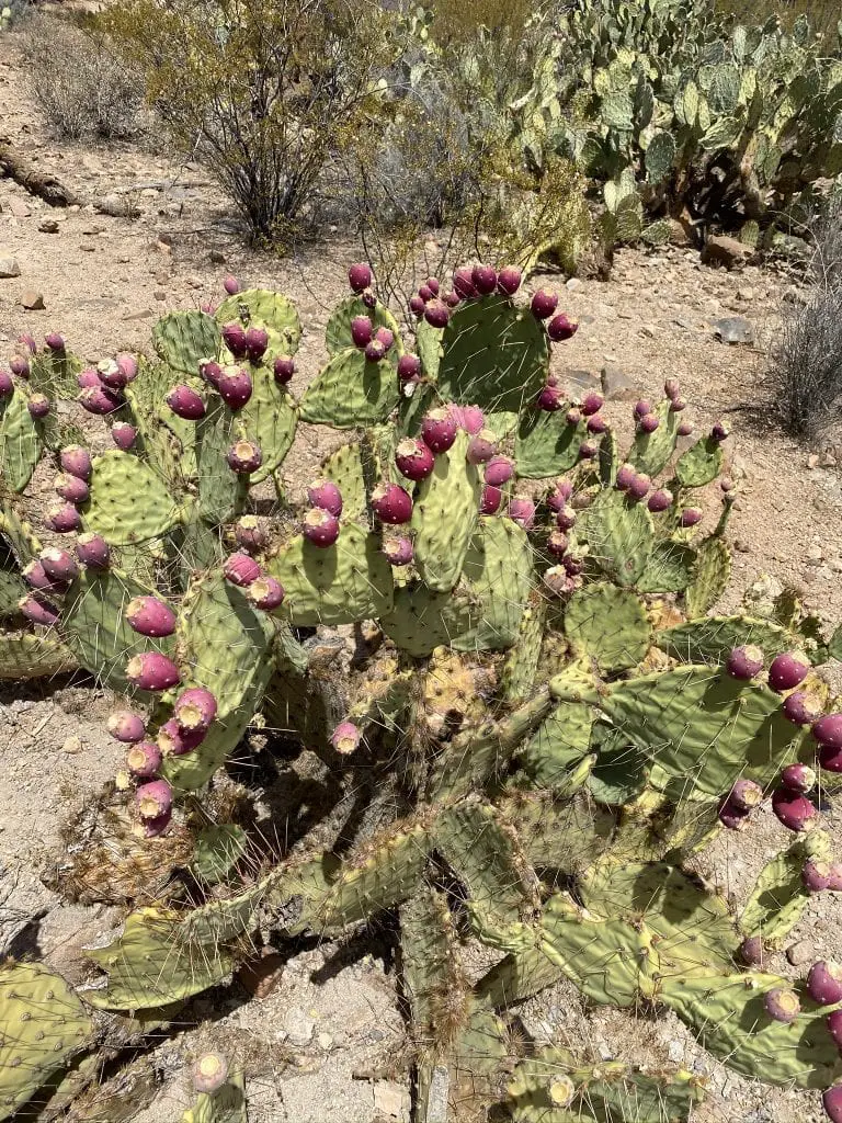 Saguaro National Park Travel Guide