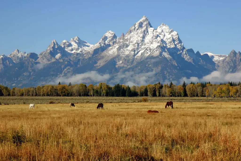 Horses grazing at Elk Ranch Flats in Grand Teton National Park