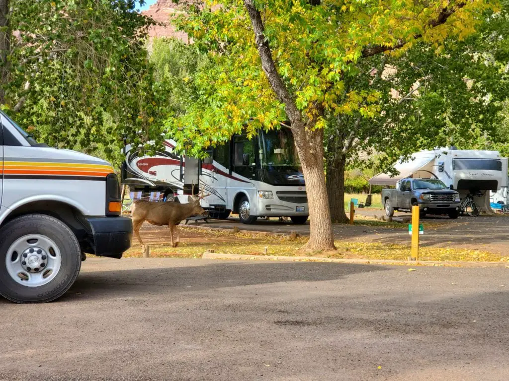 Fruita Campground in Capitol Reef National Park