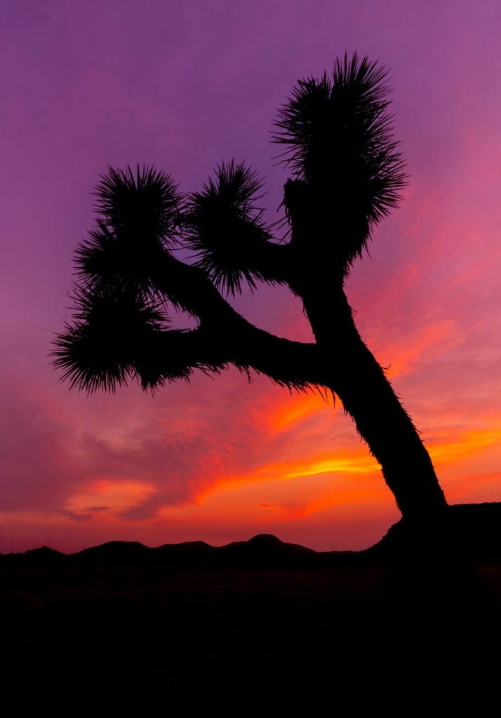 Joshua Tree National Park Sunset