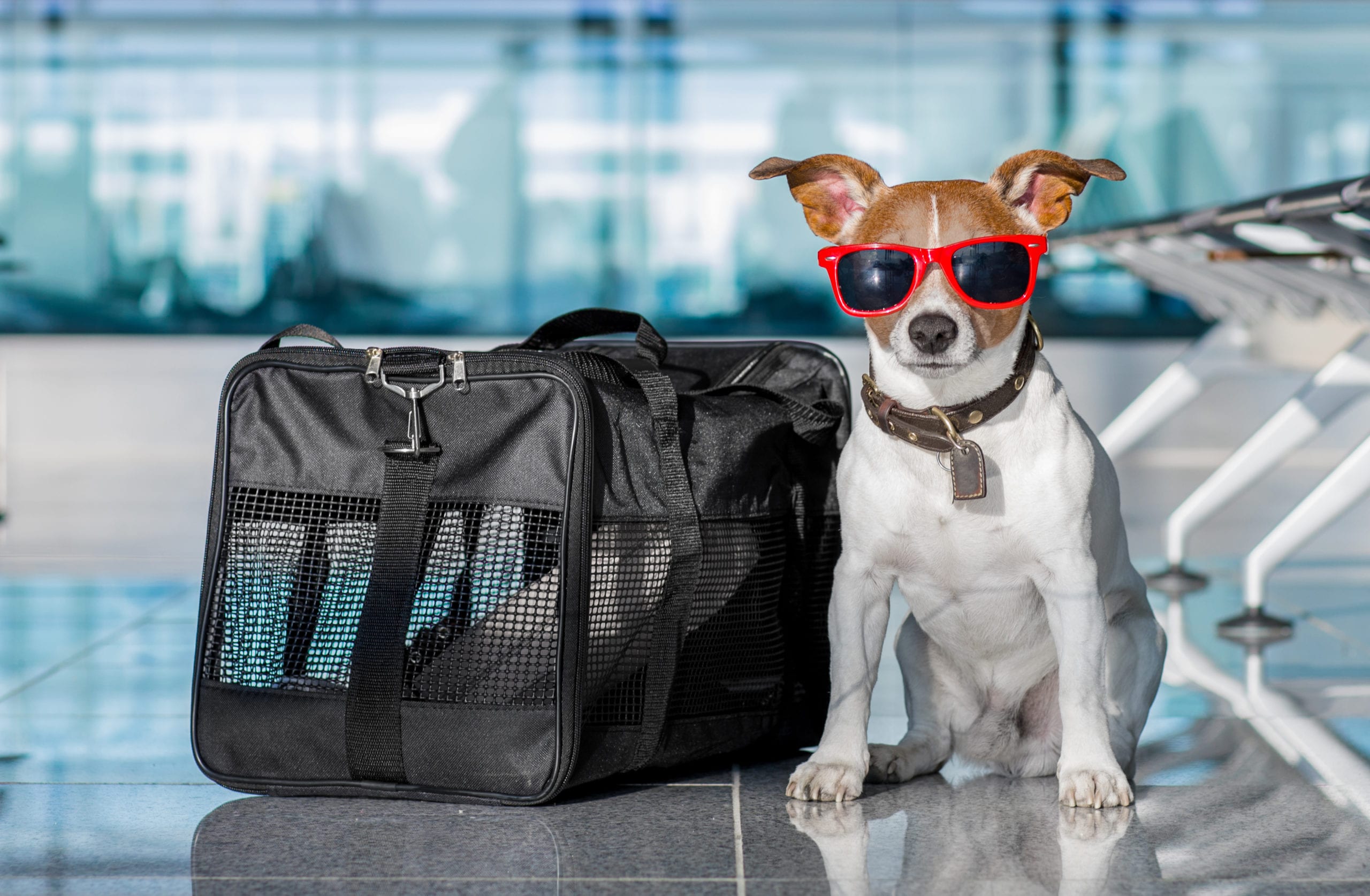 Pet travel