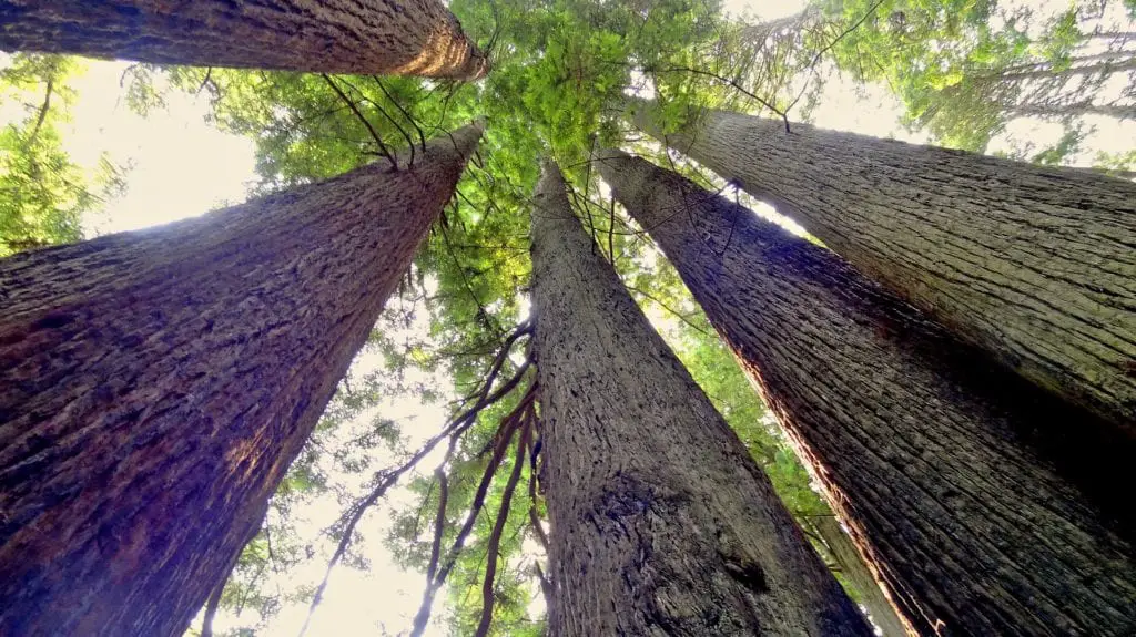 Redwoods National Park