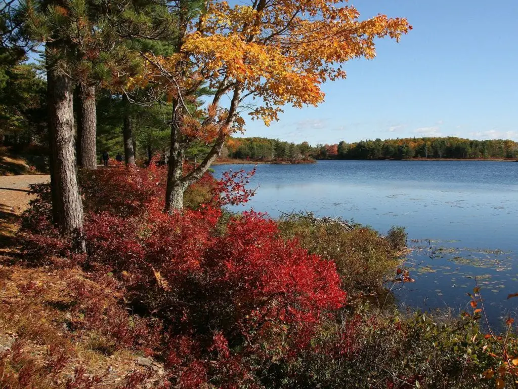 Fall Colors In Acadia