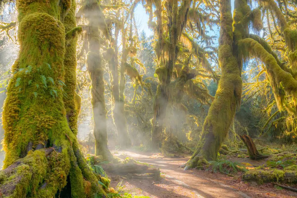 Hoh Rain Forest