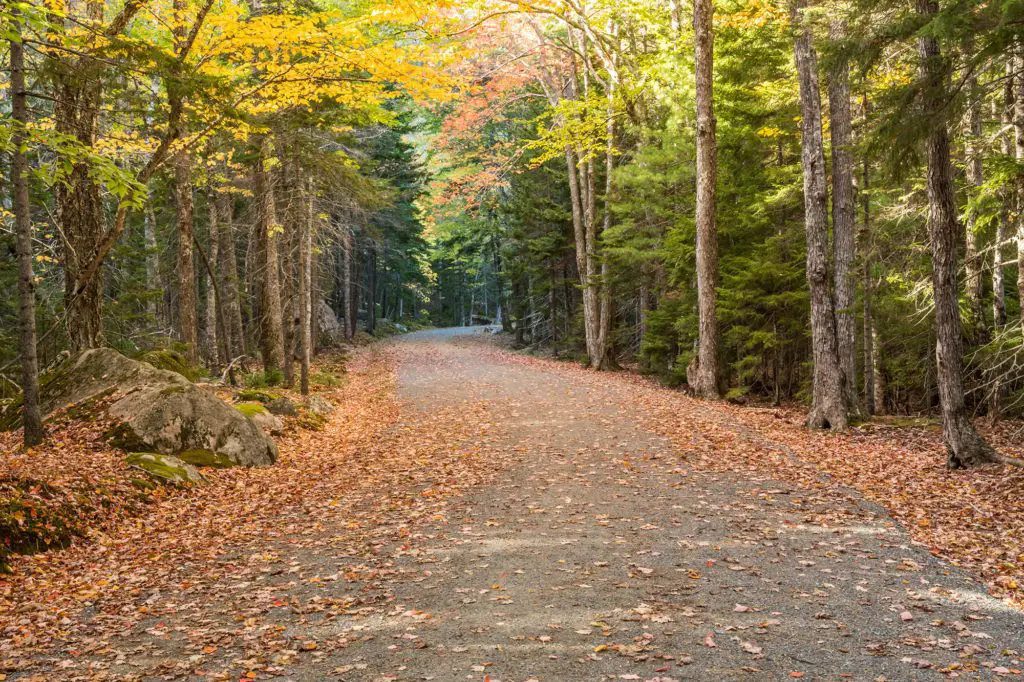 Acadia In Fall
