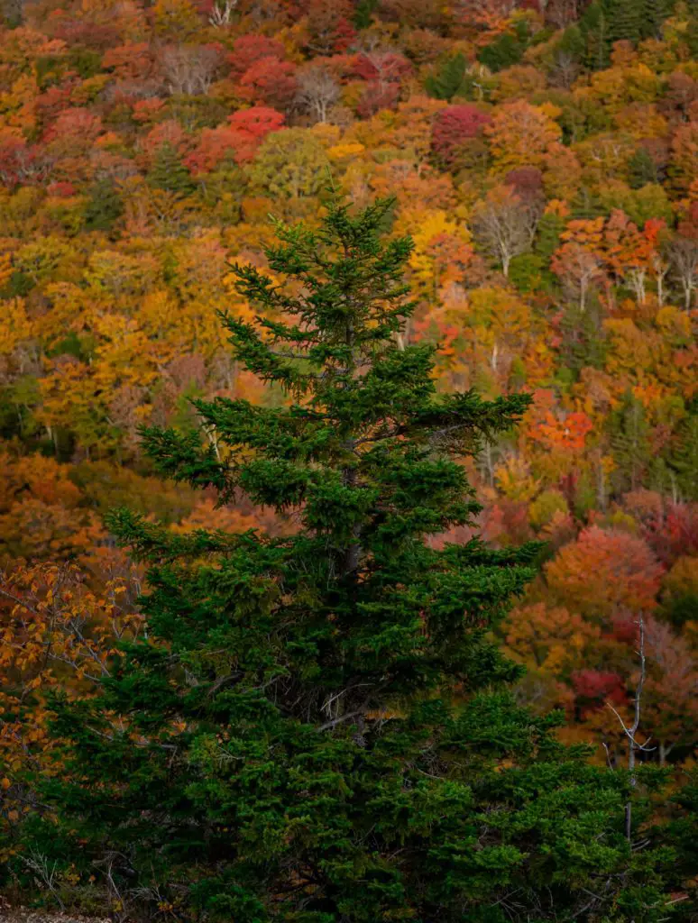 Best Months To Visit Acadia National Park