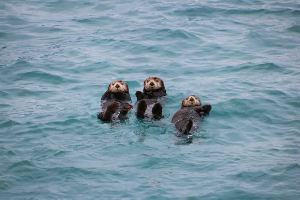 What Animals Can You See In Acadia National Park?