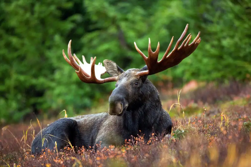 What Animals Can You See In Acadia National Park?